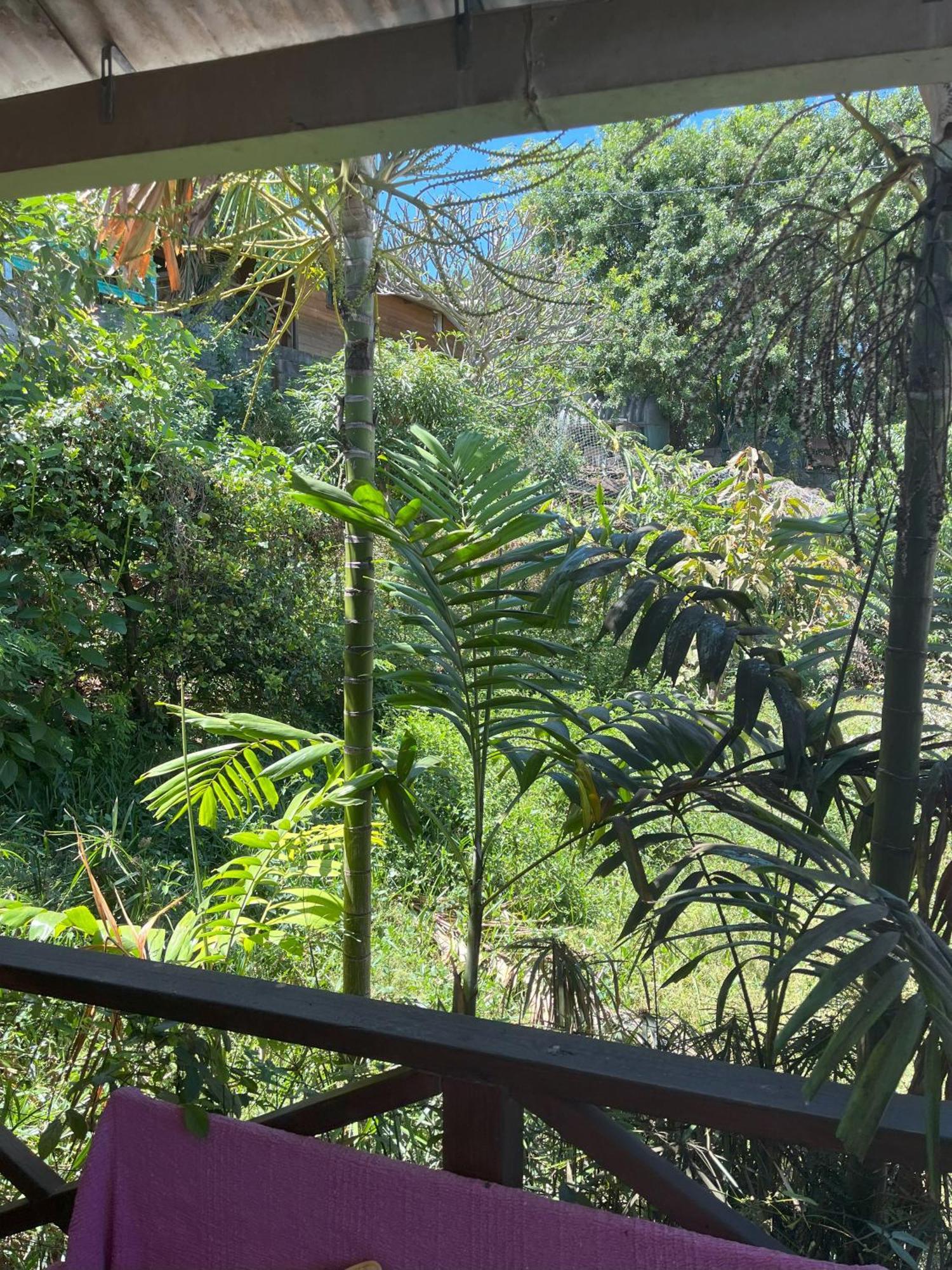 La Bananeraie Apt 35M2 Piscine Jardin Tropical Parking Prive Saint-Leu Extérieur photo